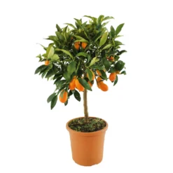 Kumquat : H.40/60 Cm - Pot De 5 Litres -Jardin Harmonie Soldes Boutique 619976 003