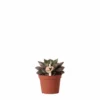 Echeveria Purpusorum - H9cm, ø6cm - Plante D'intérieur -Jardin Harmonie Soldes Boutique 61abcf3b4f7cb40d