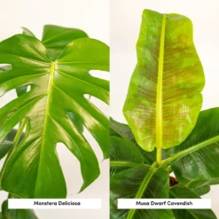 Delicious Monstera, Bananier Musa - Plantes D'intérieur -Jardin Harmonie Soldes Boutique 6222b7b26ebb253f