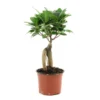 Ficus Ginseng : D.12, H.20/30cm -Jardin Harmonie Soldes Boutique 624208 001