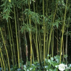Bambou Moyen Phyllostachys Humilis: Pot De 3 Litres -Jardin Harmonie Soldes Boutique 627599 001