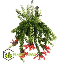 Aeschynanthus Twister - Pot ⌀15cm - L.25cm (hauteur Pot Incluse) -Jardin Harmonie Soldes Boutique 628631ff343784.64041813