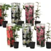 Assorti De 6 Caméllias Du Japon - Pot ⌀9 Cm - H.25-40cm (hauteur Pot Incluse) -Jardin Harmonie Soldes Boutique 628632adf34bc5.91138852