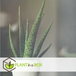 Set De 3 Aloë Vera - Pot ⌀12 Cm - H.20-30 Cm (hauteur Du Pot Incluse) -Jardin Harmonie Soldes Boutique 628632b25d8728.70560661