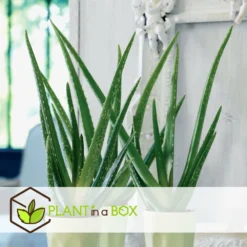 Set De 3 Aloë Vera - Pot ⌀12 Cm - H.20-30 Cm (hauteur Du Pot Incluse) -Jardin Harmonie Soldes Boutique 628632b263b983.03284251