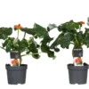Set De 2 Jatropha Podagrica - Pot ⌀13cm - H.25-45cm (hauteur Pot Incluse) 2 Set De 2 Jatropha Podagrica - Pot ⌀13cm - H.25-45cm (hauteur Pot Incluse) -Jardin Harmonie Soldes Boutique 628632b349e042.18754134