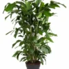 Caryota Mitis - Pot ⌀27 Cm - H. 120-130cm (hauteur Pot Incluse) -Jardin Harmonie Soldes Boutique 628632b49c7b67.67025966