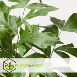 Caryota Mitis - Pot ⌀27 Cm - H. 120-130cm (hauteur Pot Incluse) -Jardin Harmonie Soldes Boutique 628632b4a09989.02712162