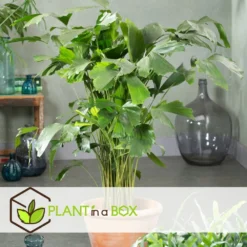 Caryota Mitis - Pot ⌀27 Cm - H. 120-130cm (hauteur Pot Incluse) -Jardin Harmonie Soldes Boutique 628632b4a83769.39020581