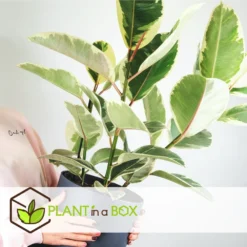 Ficus Elastica Tineke - Pot ⌀24cm - H.80-100cm (hauteur Pot Incluse) -Jardin Harmonie Soldes Boutique 628632b95950e8.89576887