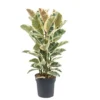Ficus Elastica Tineke - Pot ⌀24cm - H.80-100cm (hauteur Pot Incluse) 1 Ficus Elastica Tineke - Pot ⌀24cm - H.80-100cm (hauteur Pot Incluse) -Jardin Harmonie Soldes Boutique 628632b9662aa3.52910493