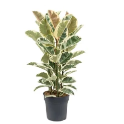 Ficus Elastica Tineke - Pot ⌀24cm - H.80-100cm (hauteur Pot Incluse)