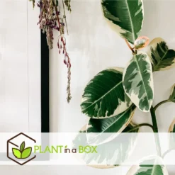 Ficus Elastica Tineke - Pot ⌀24cm - H.80-100cm (hauteur Pot Incluse) -Jardin Harmonie Soldes Boutique 628632b9988080.85837327