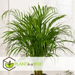 Palmier Areca - Pot ⌀27 Cm - H. 140-150cm (hauteur Pot Incluse) -Jardin Harmonie Soldes Boutique 628632bc4c2cc9.44668380