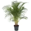 Palmier Areca - Pot ⌀27 Cm - H. 140-150cm (hauteur Pot Incluse) -Jardin Harmonie Soldes Boutique 628632bc53a7a1.13752278