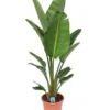 Strelitzia Nicolai - Pot ⌀28 Cm - H. 150-170cm (hauteur Pot Incluse) -Jardin Harmonie Soldes Boutique 6286357f889193.83343922