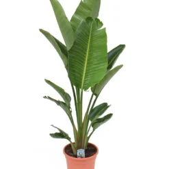 Strelitzia Nicolai - Pot ⌀28 Cm - H. 150-170cm (hauteur Pot Incluse)