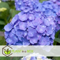Set De 3 Hortensia Bleu - Pot ⌀9cm - H.25-40cm (hauteur Pot Incluse) 8 Set De 3 Hortensia Bleu - Pot ⌀9cm - H.25-40cm (hauteur Pot Incluse) -Jardin Harmonie Soldes Boutique 628bcc61014936.22371850