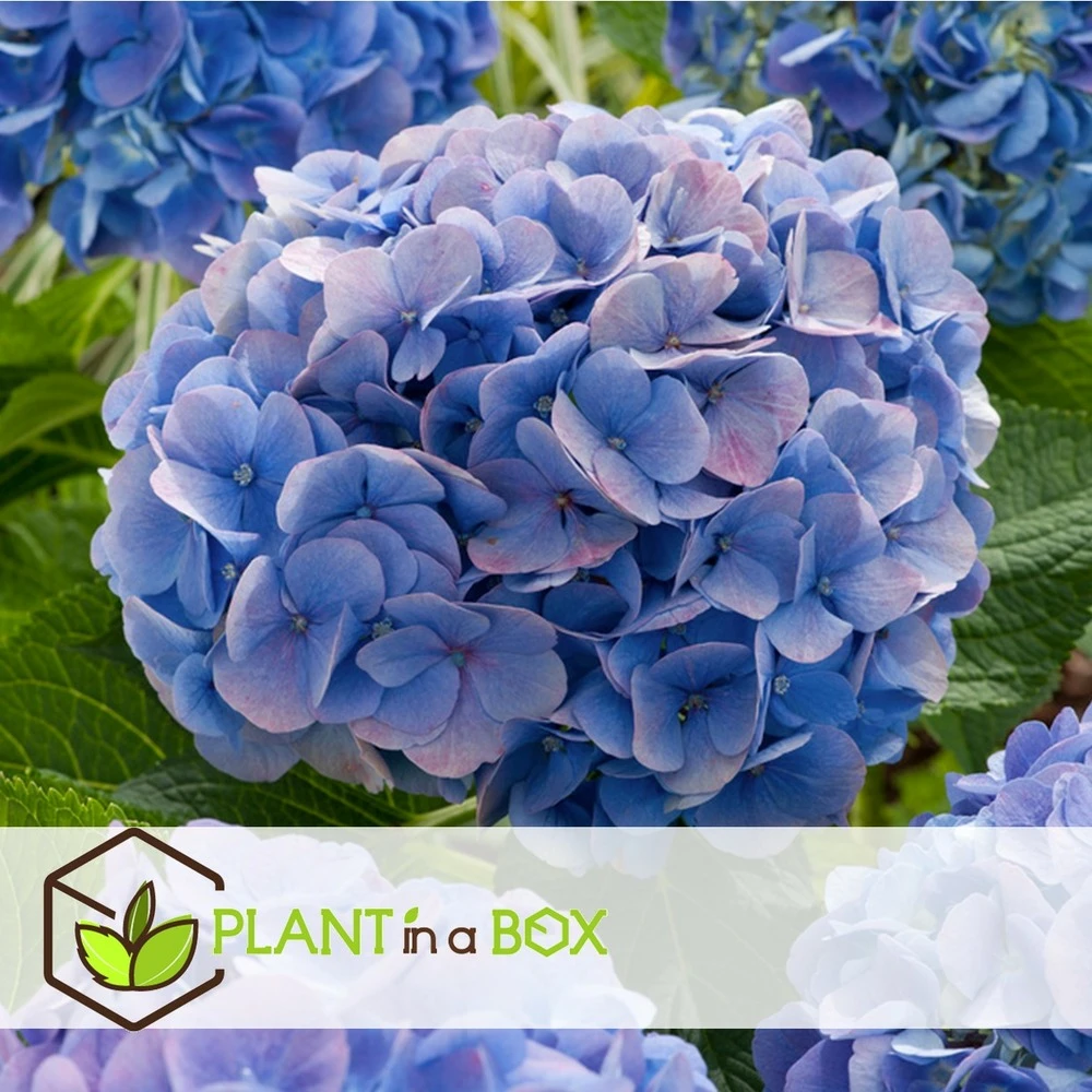 Set De 3 Hortensia Bleu - Pot ⌀9cm - H.25-40cm (hauteur Pot Incluse) 6 Set De 3 Hortensia Bleu - Pot ⌀9cm - H.25-40cm (hauteur Pot Incluse) – Image 4