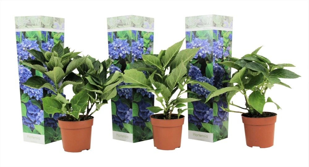 Set De 3 Hortensia Bleu - Pot ⌀9cm - H.25-40cm (hauteur Pot Incluse) 3 Set De 3 Hortensia Bleu - Pot ⌀9cm - H.25-40cm (hauteur Pot Incluse)