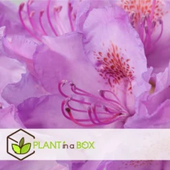 Assorti De 3 Rhododendron - Pot ⌀9cm - H.25-40cm (hauteur Pot Incluse) -Jardin Harmonie Soldes Boutique 628bcc62089c45.24594978