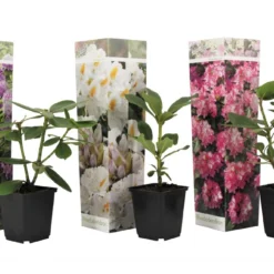 Assorti De 3 Rhododendron - Pot ⌀9cm - H.25-40cm (hauteur Pot Incluse)