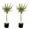 Set De 2 Salix Flamingo - Pot ⌀17cm - H.60-80cm (hauteur Pot Incluse) -Jardin Harmonie Soldes Boutique 628bcd26901da6.07656728