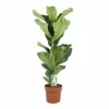 Ficus Lyrata - Pot ⌀21cm - H.90-110cm (hauteur Pot Incluse) -Jardin Harmonie Soldes Boutique 628bcf28143460.13674956
