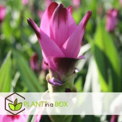 Curcuma - Pot ⌀19cm - H.80-100cm (hauteur Pot Incluse) -Jardin Harmonie Soldes Boutique 628bcf3a10c717.51416827