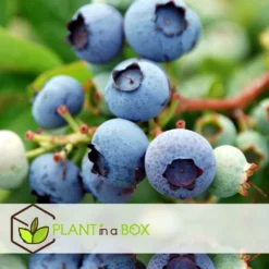 Set De 3 Myrtilliers - Pot ⌀9cm - H.25-40cm (hauteur Pot Incluse) -Jardin Harmonie Soldes Boutique 628bd093053507.16533773