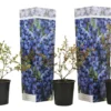 Set De 3 Myrtilliers - Pot ⌀9cm - H.25-40cm (hauteur Pot Incluse) -Jardin Harmonie Soldes Boutique 628bd093160b60.58868685