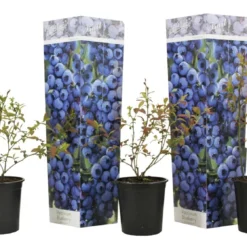 Set De 3 Myrtilliers - Pot ⌀9cm - H.25-40cm (hauteur Pot Incluse)