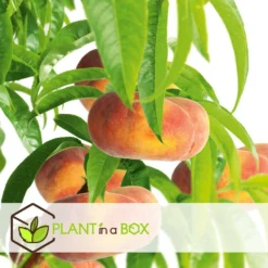 Pêcher De Vigne - Pot ⌀15cm - H.60-70cm (hauteur Pot Incluse) -Jardin Harmonie Soldes Boutique 628c216ed6d8f1.92904052