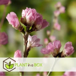 Pêcher De Vigne - Pot ⌀15cm - H.60-70cm (hauteur Pot Incluse) -Jardin Harmonie Soldes Boutique 628c216edf9f94.06140473