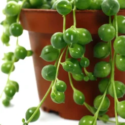 Senecio Rowleyanus, Suspension : D.14cm -Jardin Harmonie Soldes Boutique 629190 003