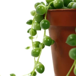 Senecio Rowleyanus, Suspension : D.14cm -Jardin Harmonie Soldes Boutique 629190 004