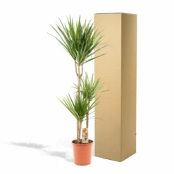 Dracaena Marginata - H120cm, ø21cm - Très Grande Plante D'intérieur -Jardin Harmonie Soldes Boutique 62998f2c02076ed4