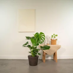 Delicious Monstera Et Son Panier Noir - H80cm, ø21cm - Plante D'intérieur -Jardin Harmonie Soldes Boutique 62bf6bb2493f057b