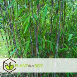 Set De 2 Bamboo "fargesia Nitida Gansu" - Pot ⌀17cm - H50-70cm (hauteur Pot In -Jardin Harmonie Soldes Boutique 62d1061fb9aea0.25198330