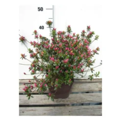 Azalée Du Japon 'amoena ' - 3l