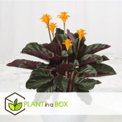 Calathea Crocata Tassmania - Pot ⌀14cm - H.40-50cm (hauteur Pot Incluse) -Jardin Harmonie Soldes Boutique 6319dcdb341ff6.87274987