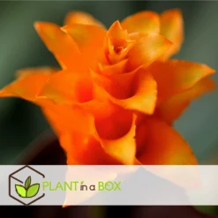 Calathea Crocata Tassmania - Pot ⌀14cm - H.40-50cm (hauteur Pot Incluse) -Jardin Harmonie Soldes Boutique 6319dcdb3ed331.85501748