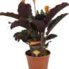 Calathea Crocata Tassmania - Pot ⌀14cm - H.40-50cm (hauteur Pot Incluse)