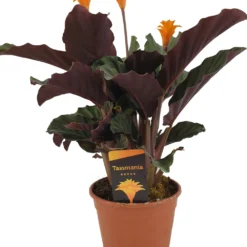 Calathea Crocata Tassmania - Pot ⌀14cm - H.40-50cm (hauteur Pot Incluse)