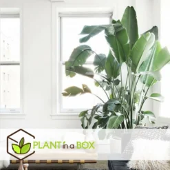 Strelitzia Nicolai Dans Panier- Pot ⌀17cm - H.55-70cm (hauteur Pot Incluse) -Jardin Harmonie Soldes Boutique 631a34c70b7492.89645456