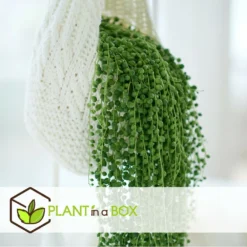 Senecio Rowleyanus - Pot ⌀12cm - H10-20cm (hauteur Pot Incluse) -Jardin Harmonie Soldes Boutique 634f95fc5b6689.16972915