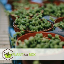 Senecio Rowleyanus - Pot ⌀12cm - H10-20cm (hauteur Pot Incluse) -Jardin Harmonie Soldes Boutique 634f95fc72f312.77803963