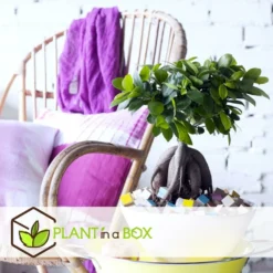 Bonsaï Ficus Ginseng - Pot ⌀12 Cm - H.30-40cm (hauteur Pot Incluse) -Jardin Harmonie Soldes Boutique 635c1fb09d9b76.12520530