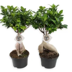 Set De 2 Bonsaï Ficus Ginseng - Pot ⌀12 Cm - H.30-40cm (hauteur Pot Incluse)