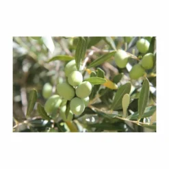 Terreau Pour Agrumes Et Plantes Méditerranéennes (lot De 3) -Jardin Harmonie Soldes Boutique 635ff12dc9b545.94407620